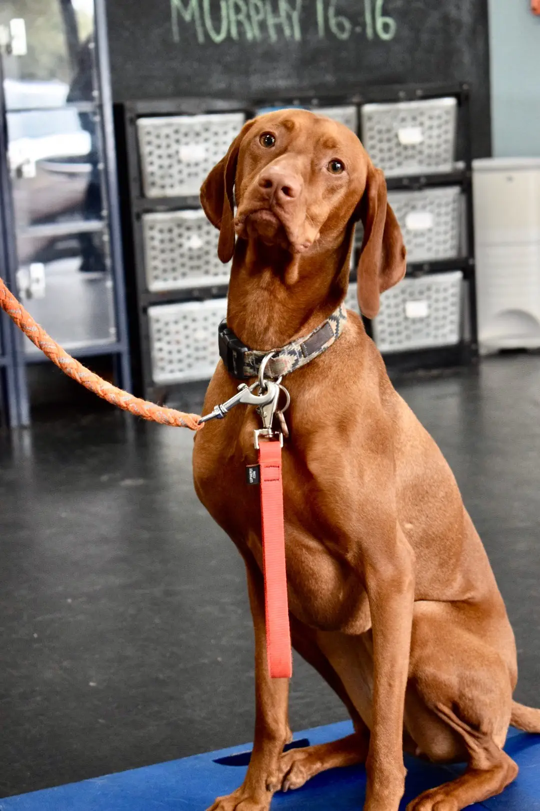 Meet Ruby the Dog The Adorable Pup Who Will Melt Your Heart