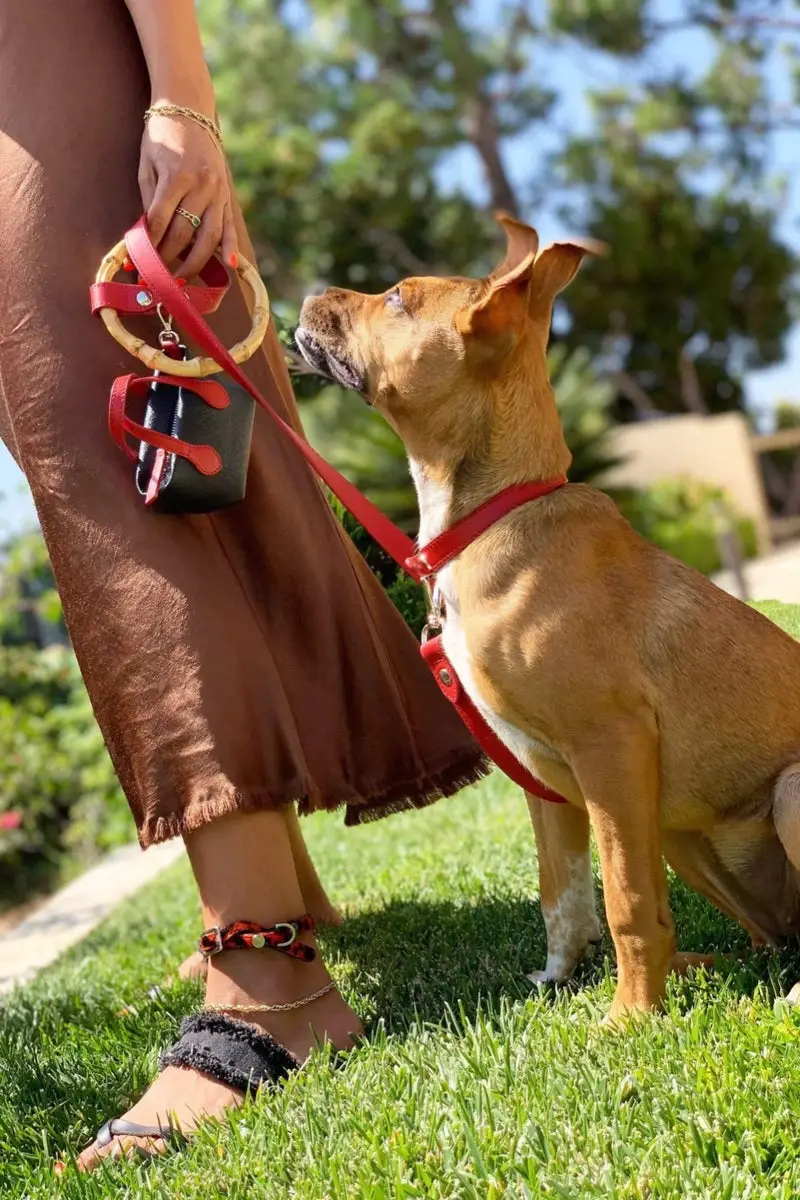 Meet Ruby the Dog The Adorable Pup Who Will Melt Your Heart