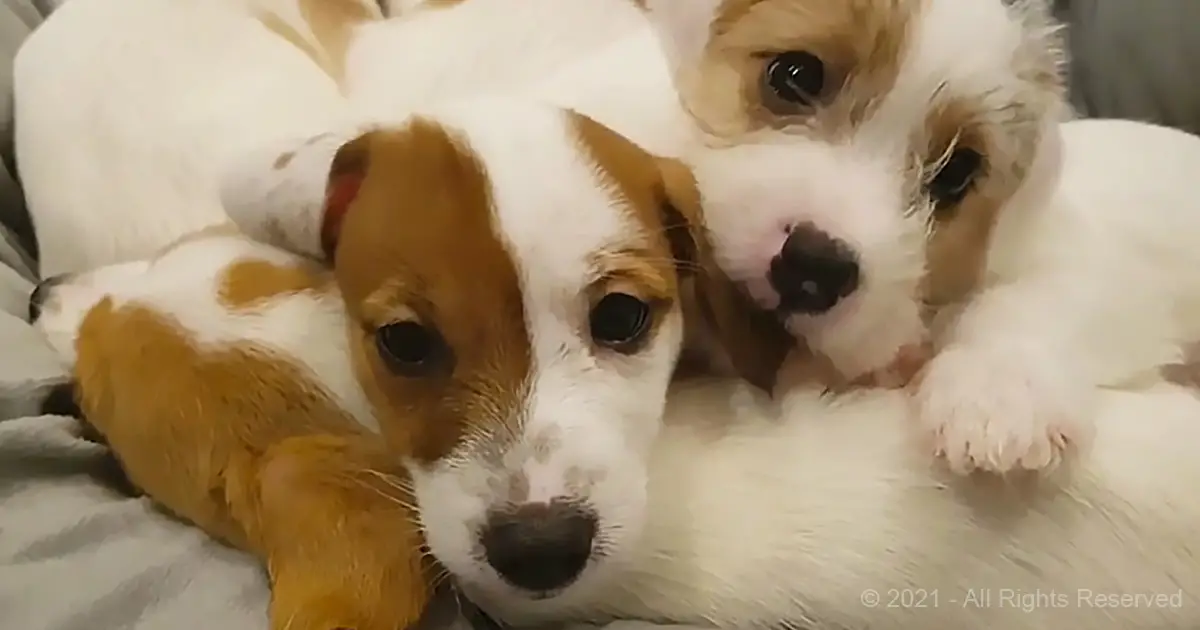 10 Adorable Puppy Bedtime Stories for a Good Night's Sleep