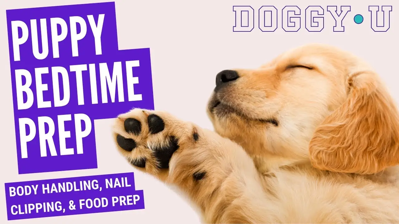 10 Adorable Puppy Bedtime Stories for a Good Night's Sleep