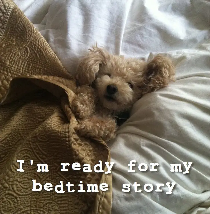 10 Adorable Puppy Bedtime Stories for a Good Night's Sleep