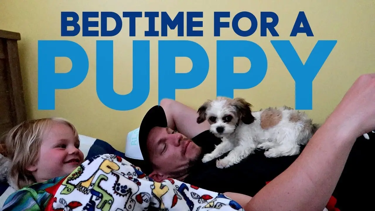 10 Adorable Puppy Bedtime Stories for a Good Night's Sleep