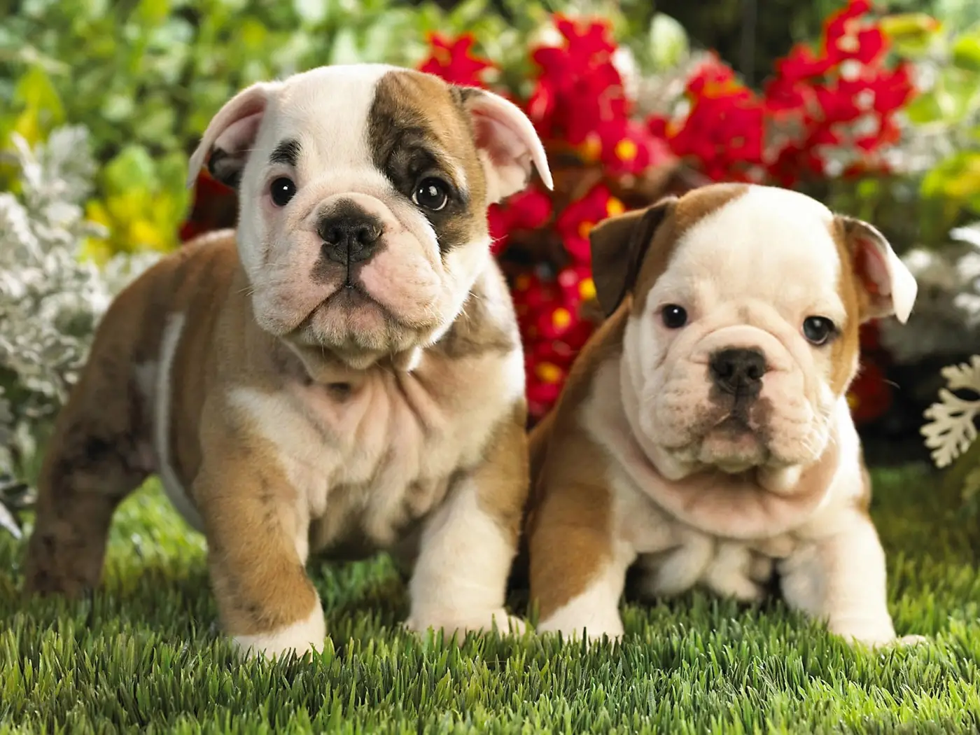 10 Adorable Puppy Bedtime Stories for a Good Night's Sleep