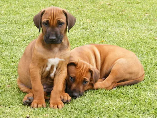 Discover the Incredible Stories of Rhodesian Ridgeback Guard Dogs