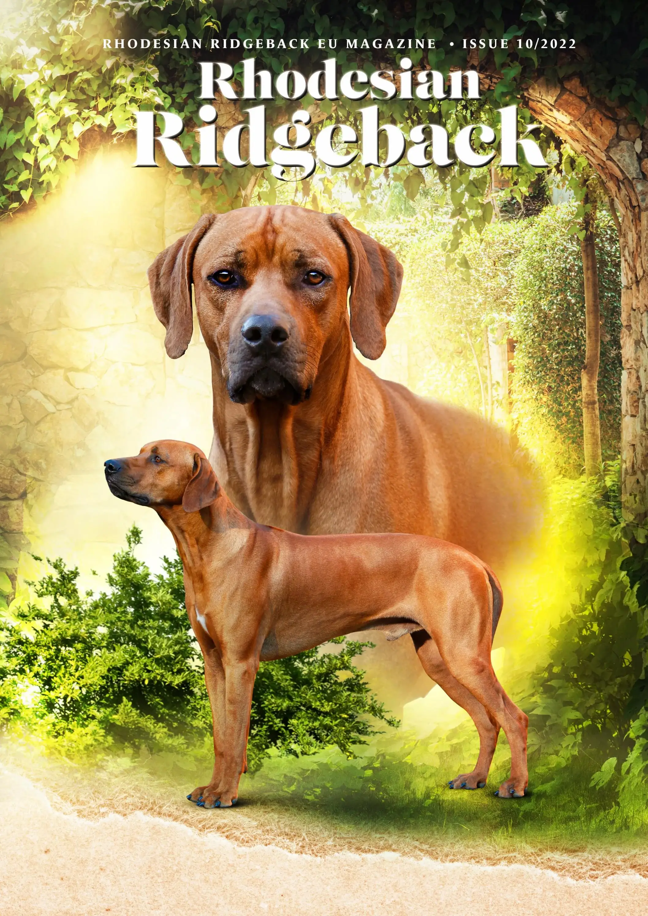 Discover the Incredible Stories of Rhodesian Ridgeback Guard Dogs