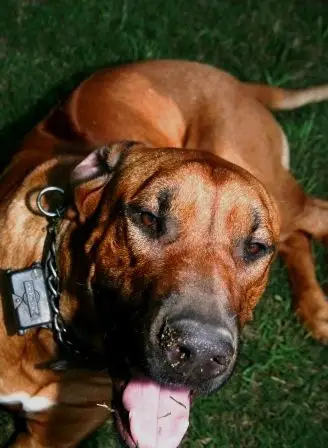 Discover the Incredible Stories of Rhodesian Ridgeback Guard Dogs