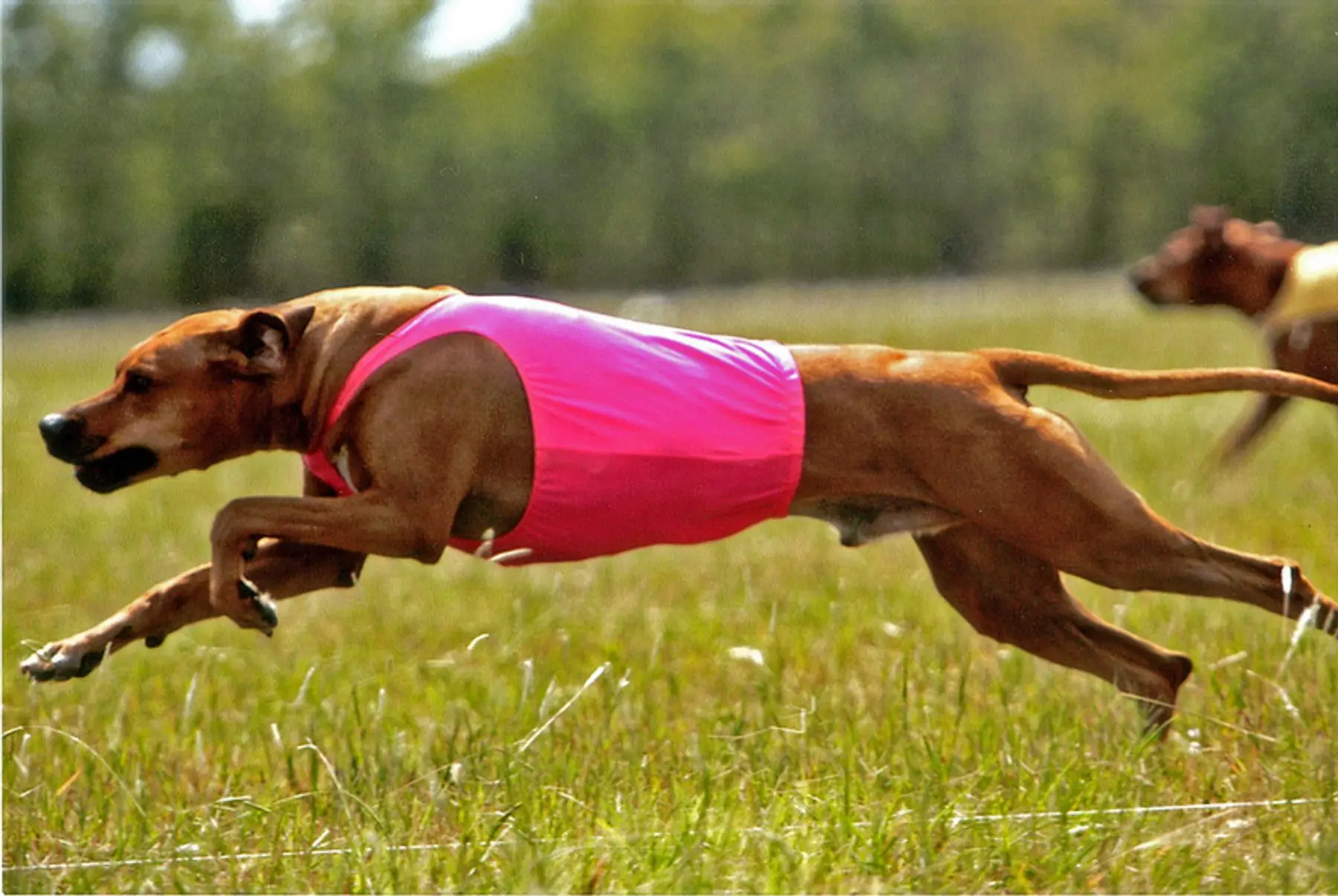 Discover the Incredible Stories of Rhodesian Ridgeback Guard Dogs