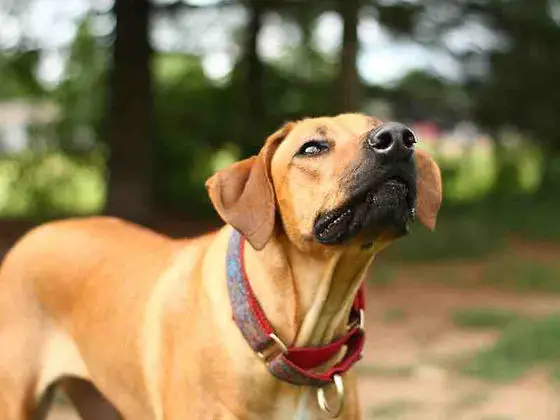 Discover the Incredible Stories of Rhodesian Ridgeback Guard Dogs