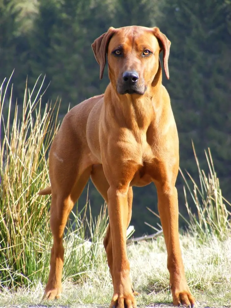 Discover the Incredible Stories of Rhodesian Ridgeback Guard Dogs