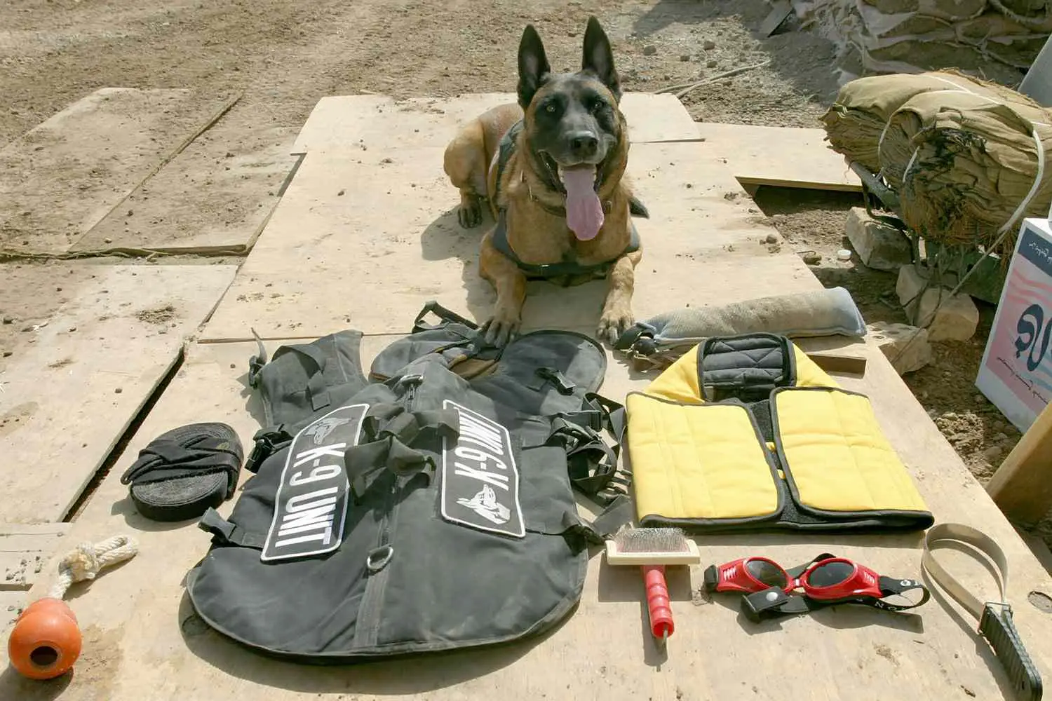 Unleashing the Power of Cairo Meet the Furry Members of Seal Team 6