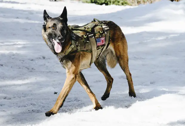 Unleashing the Power of Cairo Meet the Furry Members of Seal Team 6