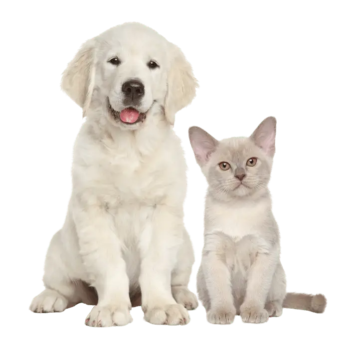 Adoption for Cats and Dogs A Guide