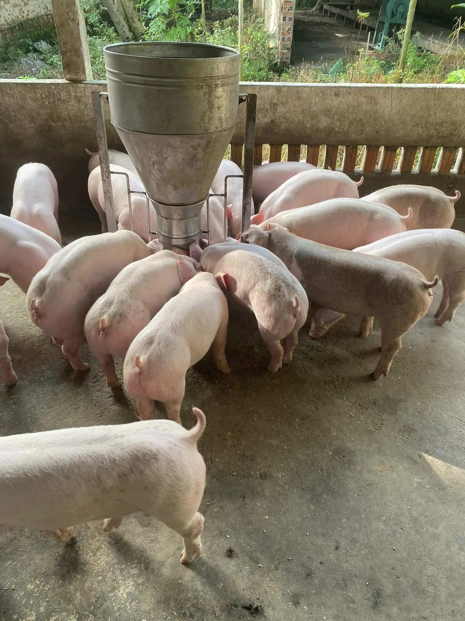 Bể Bioga Nhựa – Giải Pháp Xanh Cho Nông Nghiệp Việt Nam