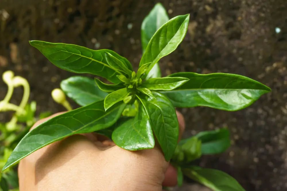 Kacip Fatimah, herba untuk aktifkan asid laktik