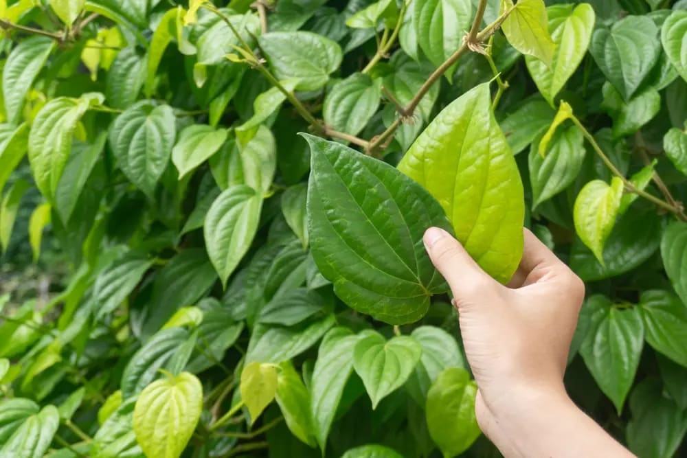 Sirih, herba untuk sekat anaerob penyebab bau