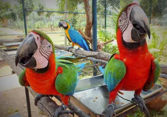 Birds Resort - Birds park Hambantota