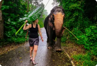 Millennium Elephant Foundation
