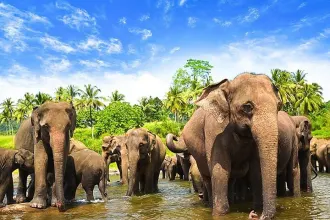 Pinnawala Zoo