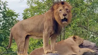 Ridiyagama Safari Park