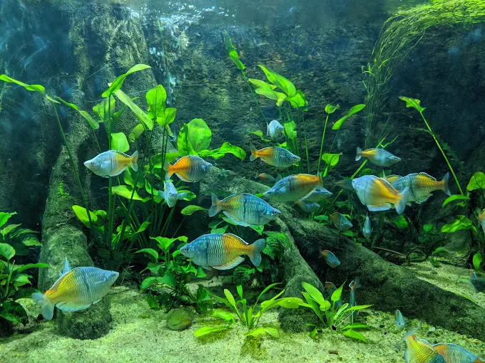 Aquarium | Water World thumbnail 2
