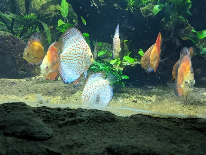 Aquarium | Water World thumbnail 4