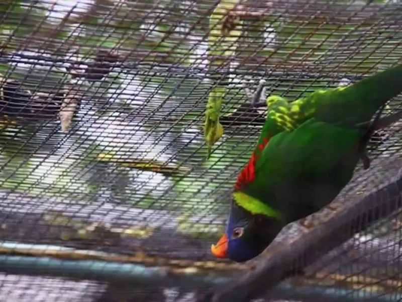 Bird Park | Water World thumbnail 3
