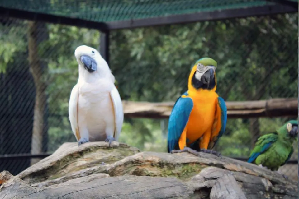Birds Resort - Birds park Hambantota thumbnail 2