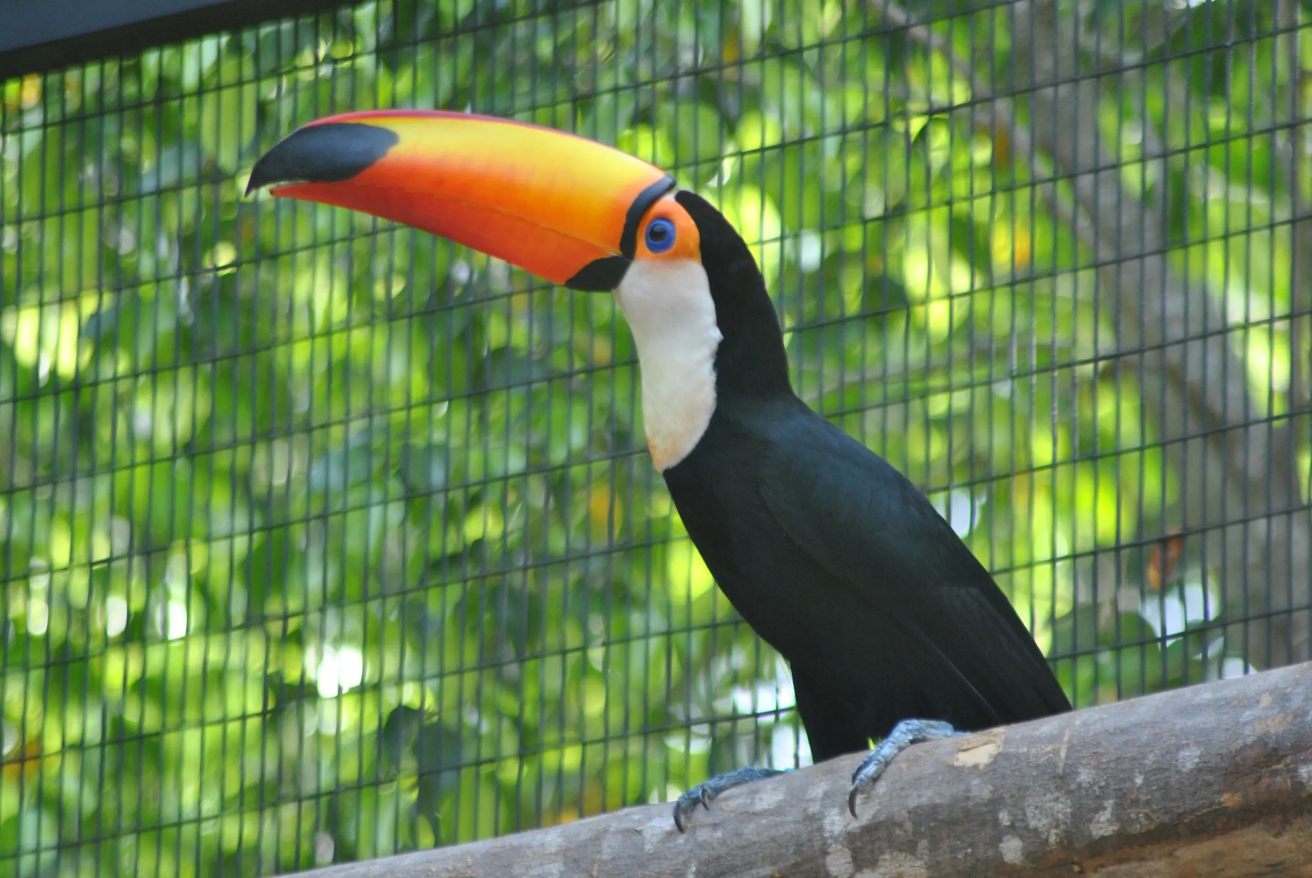 Birds Resort - Birds park Hambantota thumbnail 3