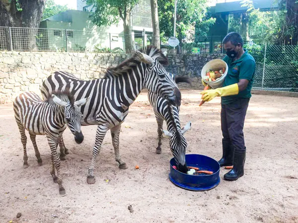 Dehiwala National Zoo (National Zoological Gardens of Sri Lanka) thumbnail 2