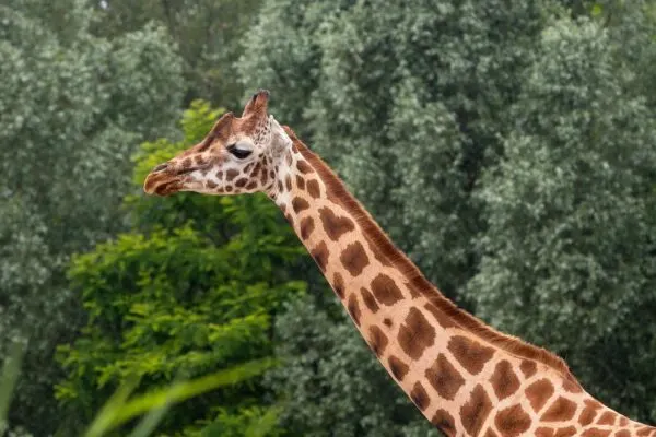 Dehiwala National Zoo (National Zoological Gardens of Sri Lanka) thumbnail 3