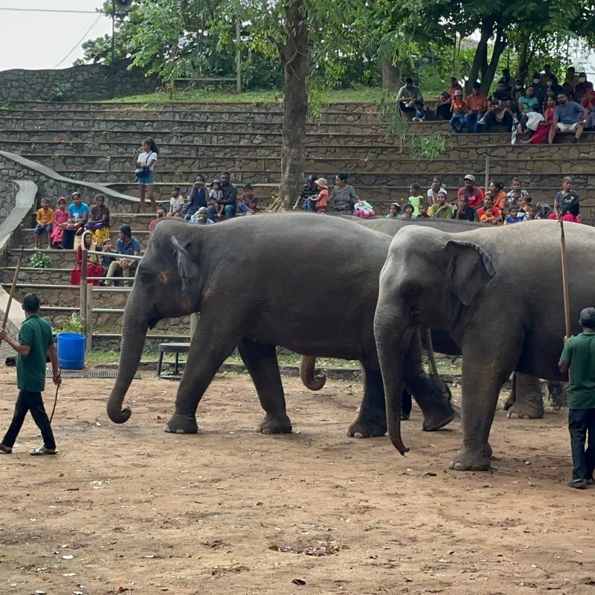 Dehiwala National Zoo (National Zoological Gardens of Sri Lanka) thumbnail 4