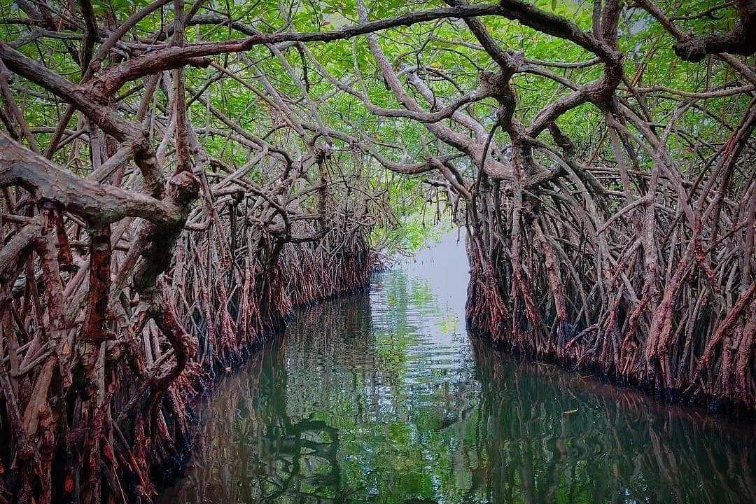 Madu Ganga Mangrove Boat Safari thumbnail 4