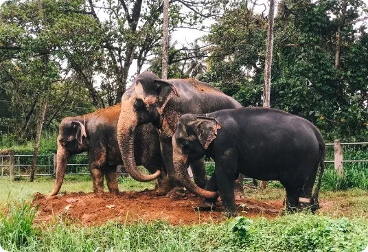 Millennium Elephant Foundation thumbnail 2