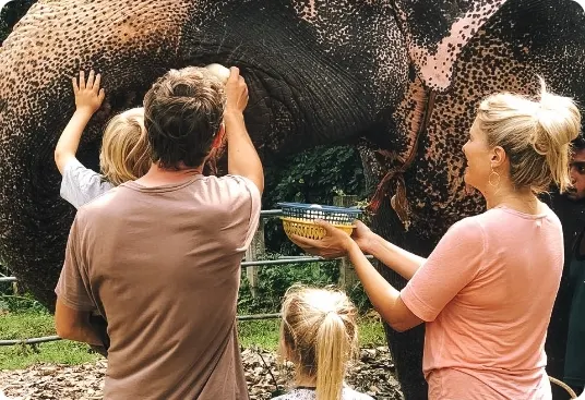 Millennium Elephant Foundation thumbnail 3