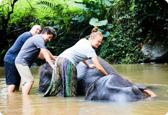 Millennium Elephant Foundation thumbnail 4
