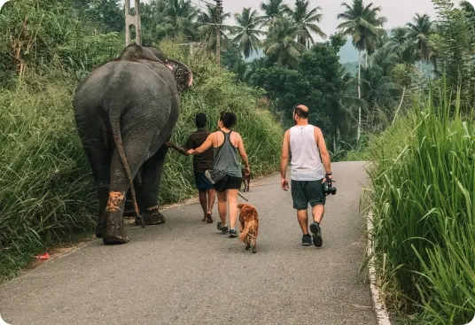 Millennium Elephant Foundation thumbnail 5
