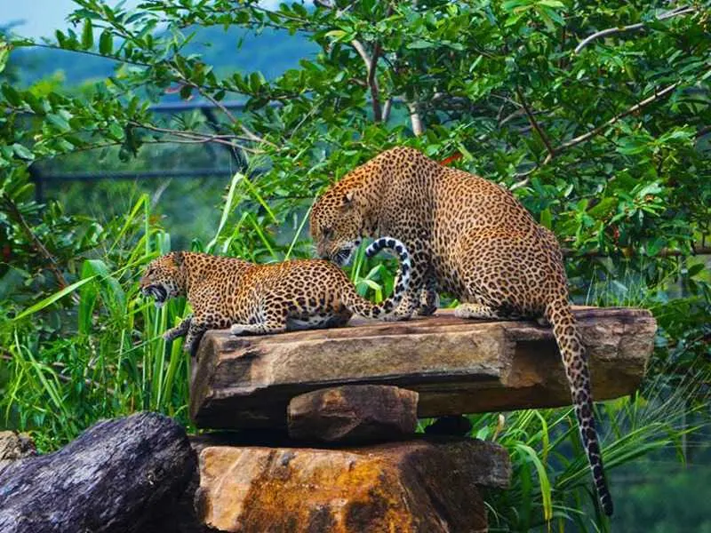 Pinnawala Zoo thumbnail 3