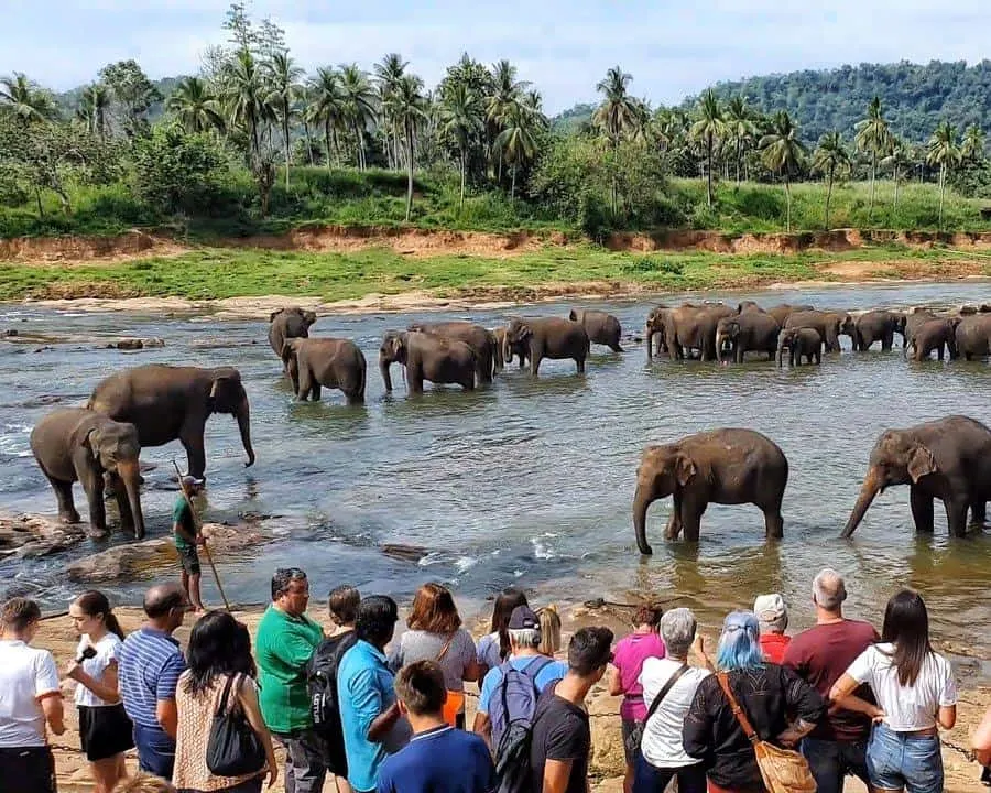 Pinnawala Zoo thumbnail 4