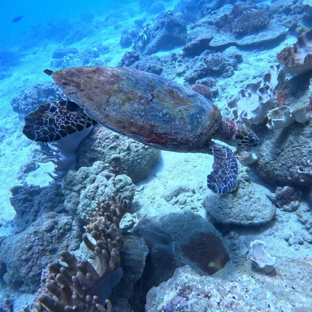 Poseidon Diving Station Hikkaduwa thumbnail 3