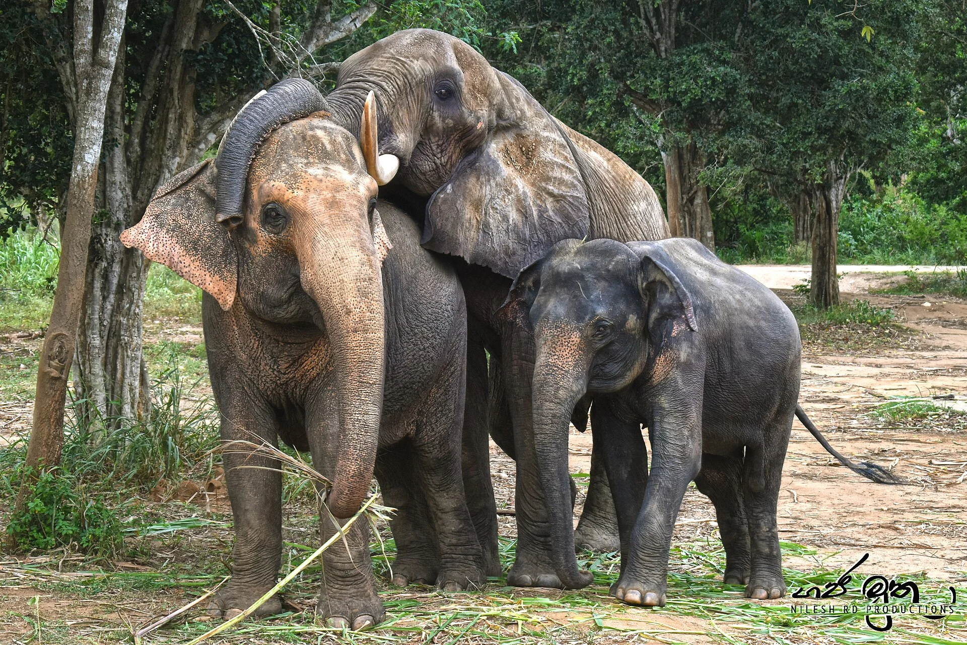 Ridiyagama Safari Park thumbnail 2