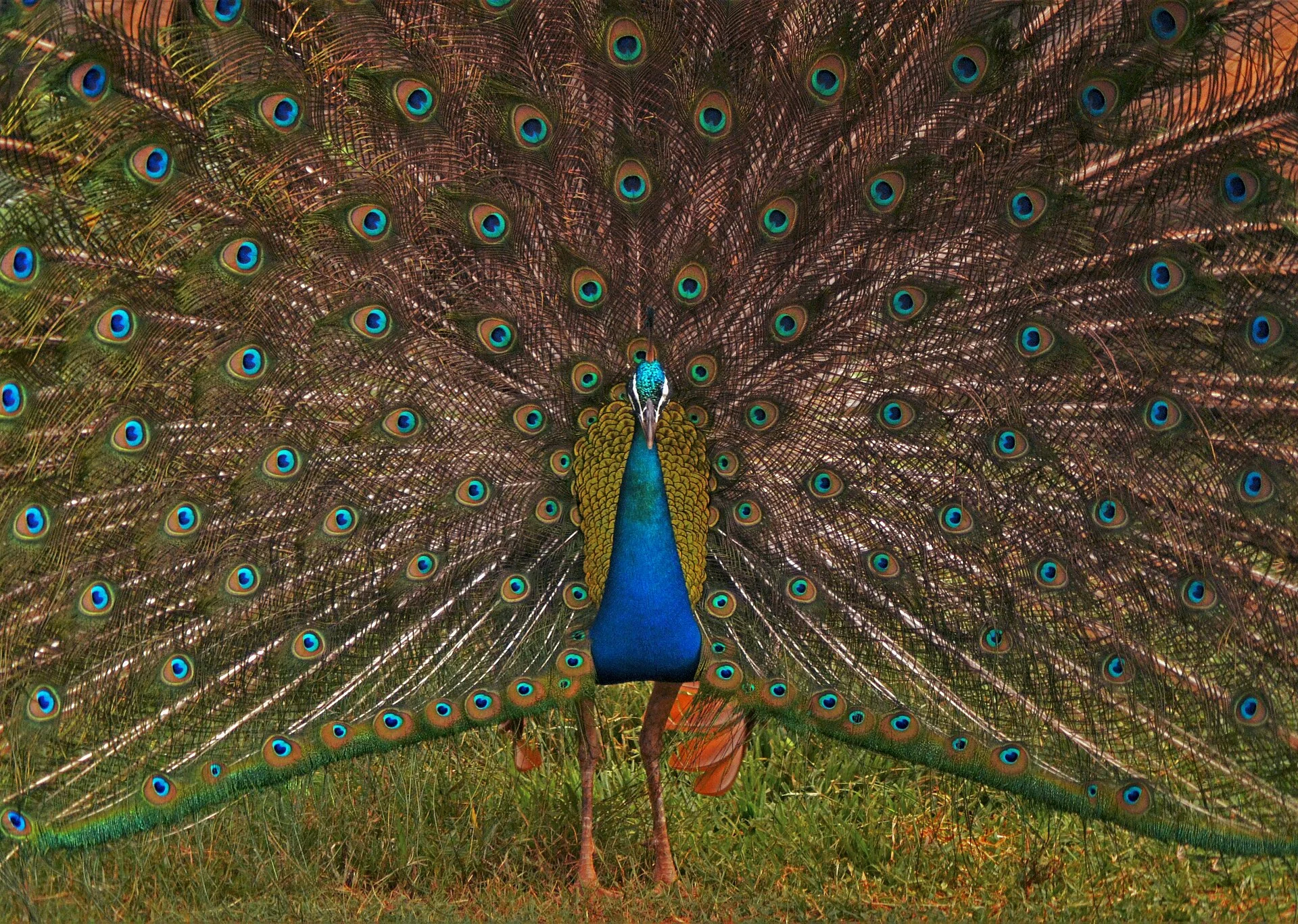 Ridiyagama Safari Park thumbnail 4