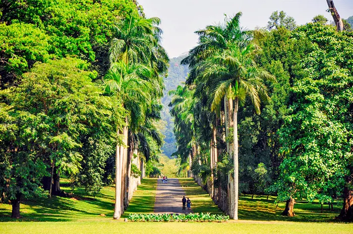 Royal Botanic Gardens Peradeniya thumbnail 2