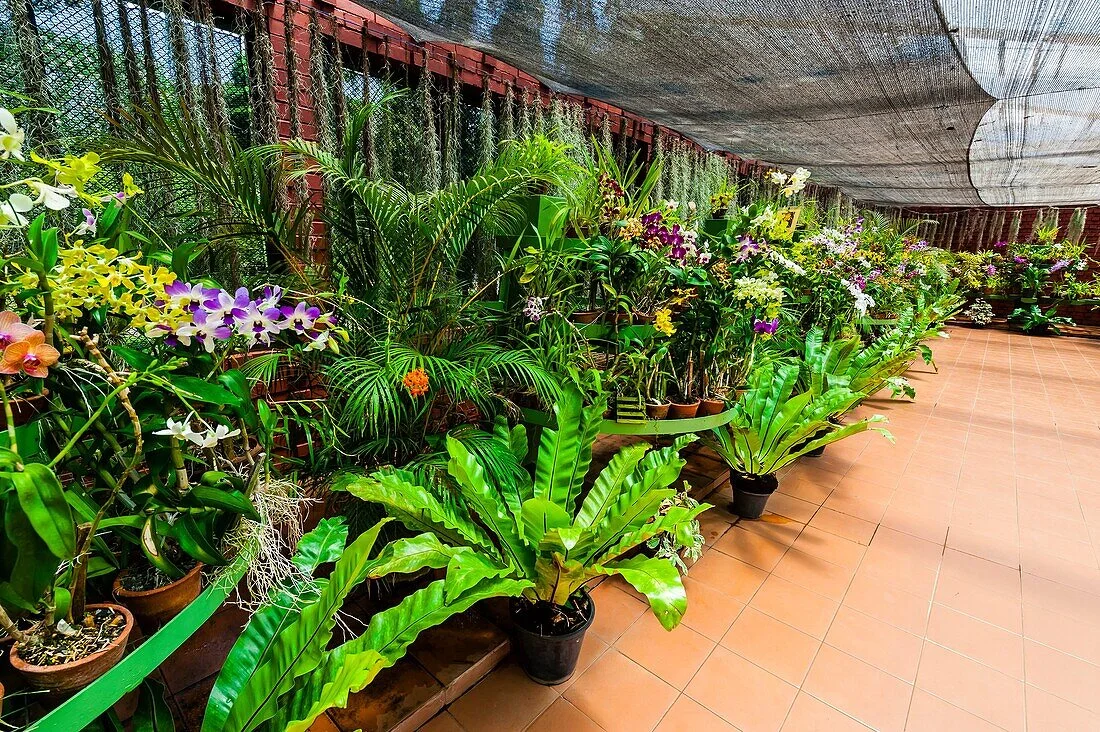 Royal Botanic Gardens Peradeniya thumbnail 5