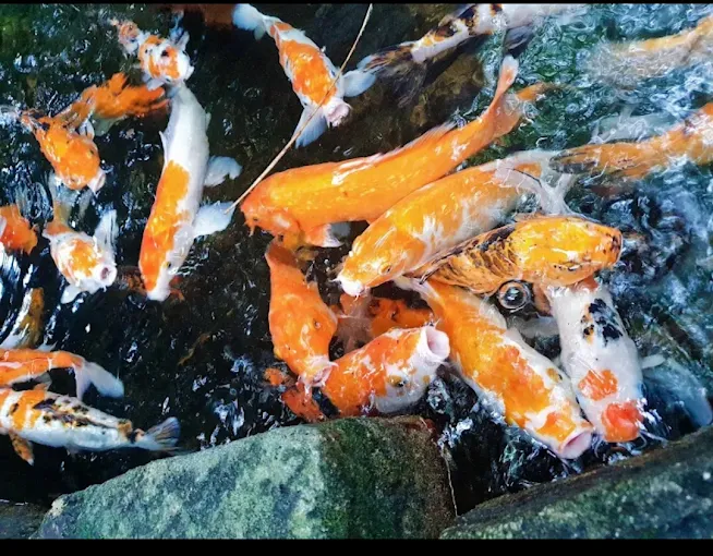 Aquarium | Water World