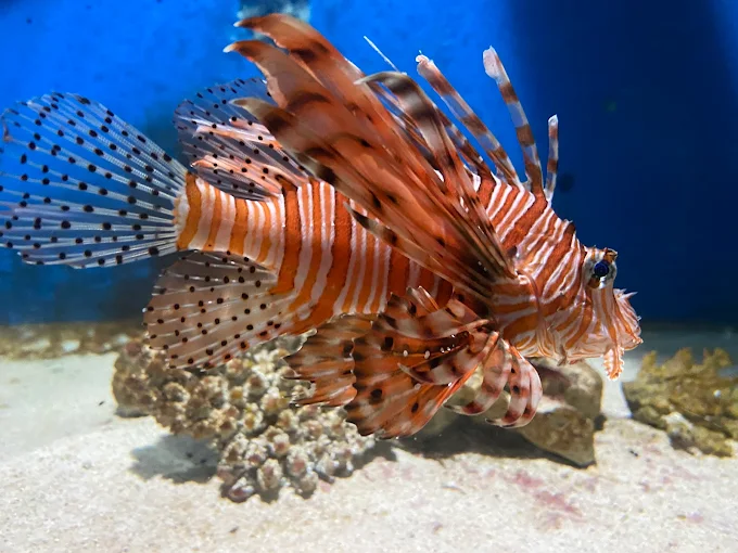 Aquarium | Water World thumbnail 4