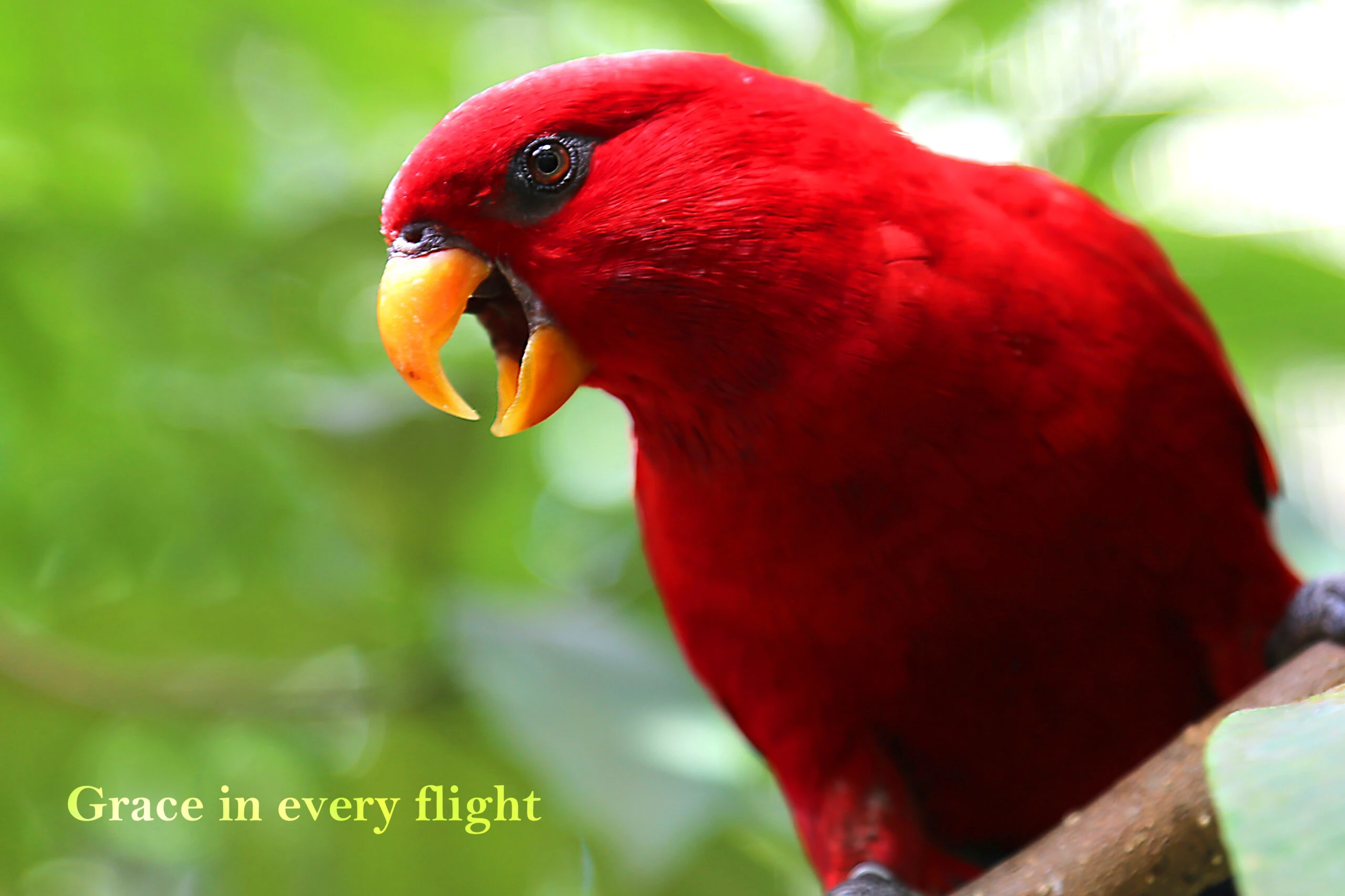 Bird Park | Water World thumbnail 3