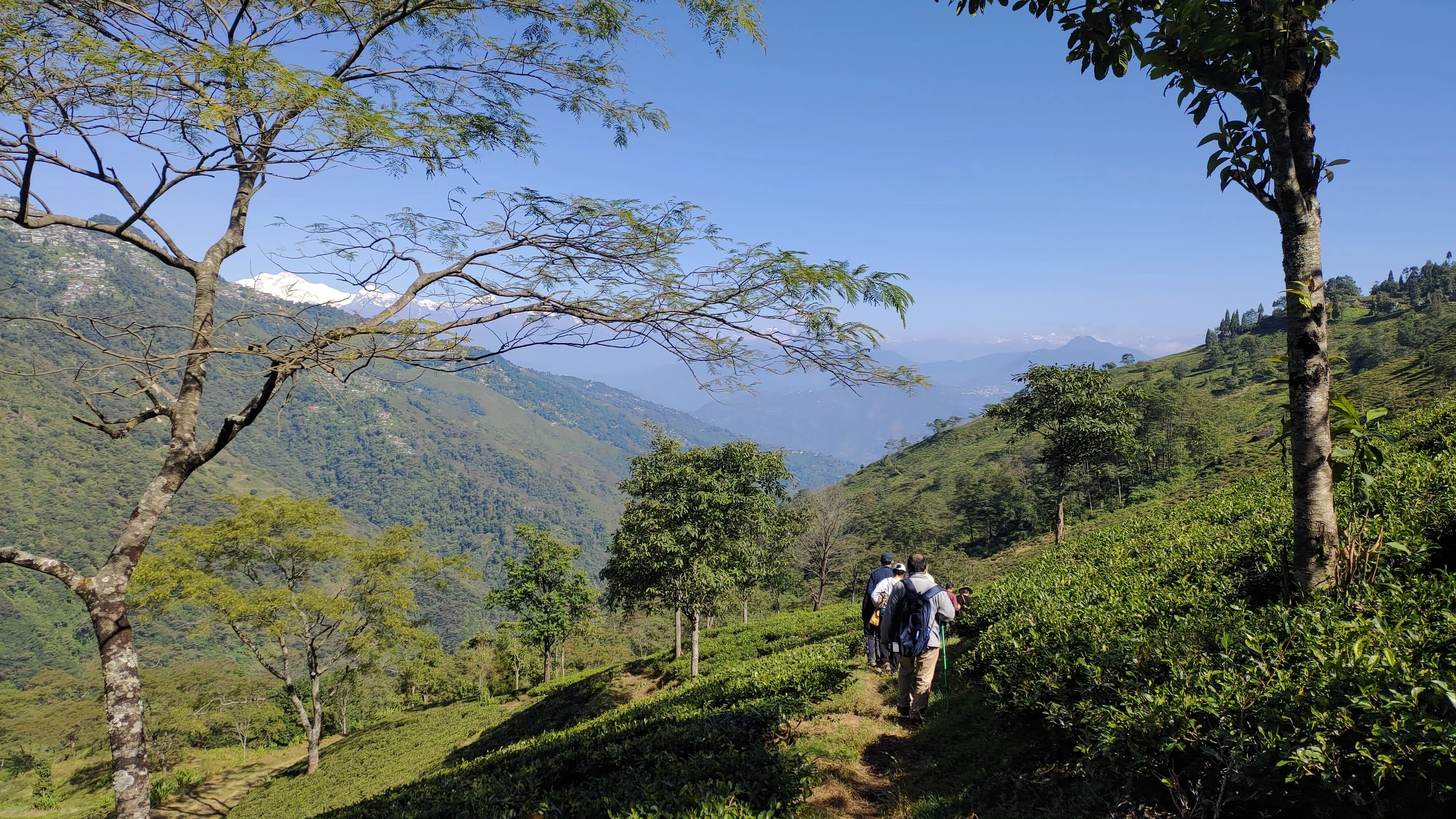 Tea Pluckers' Day Tour - 1