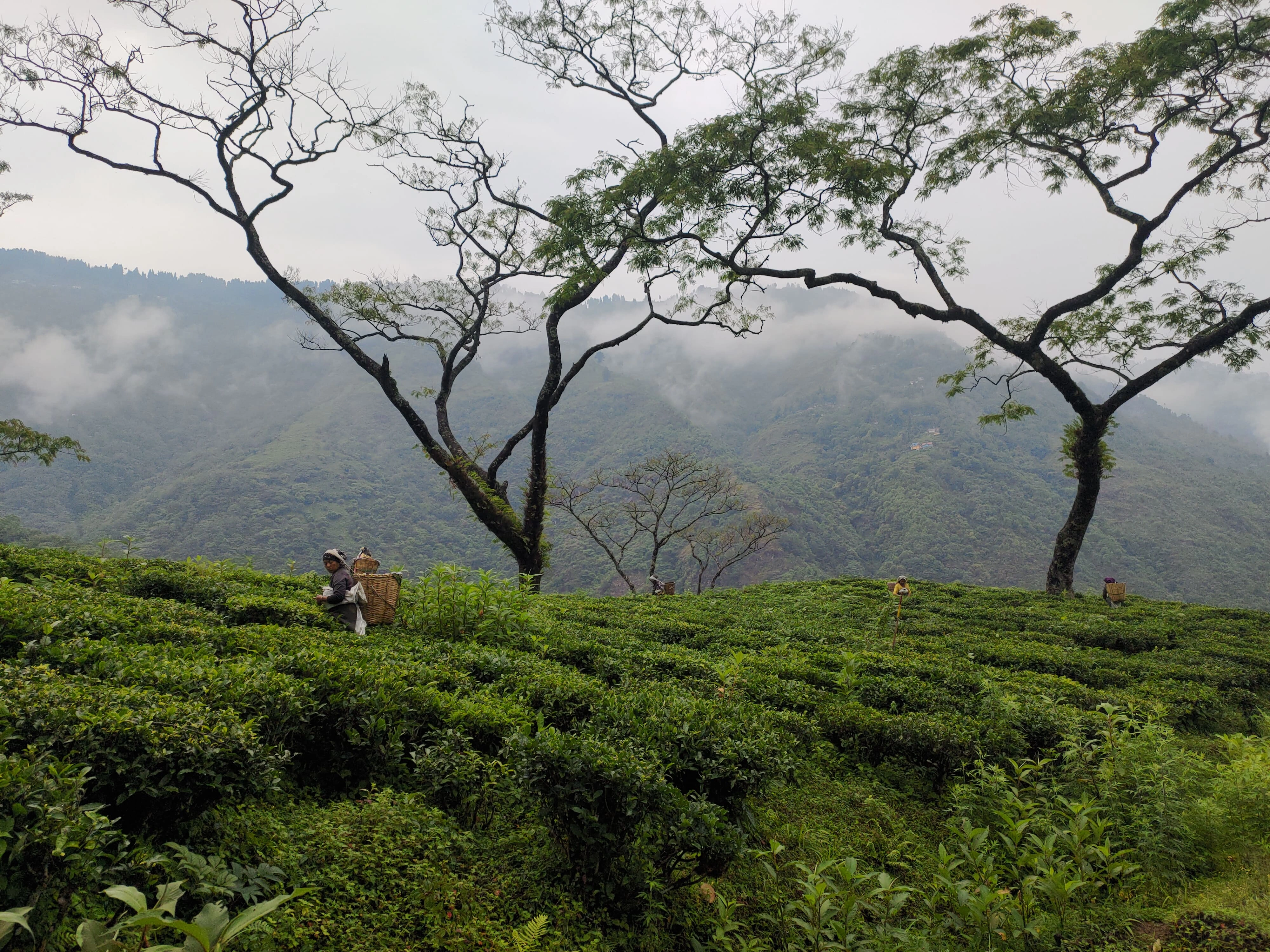 Tea Pluckers' Day Tour - 3