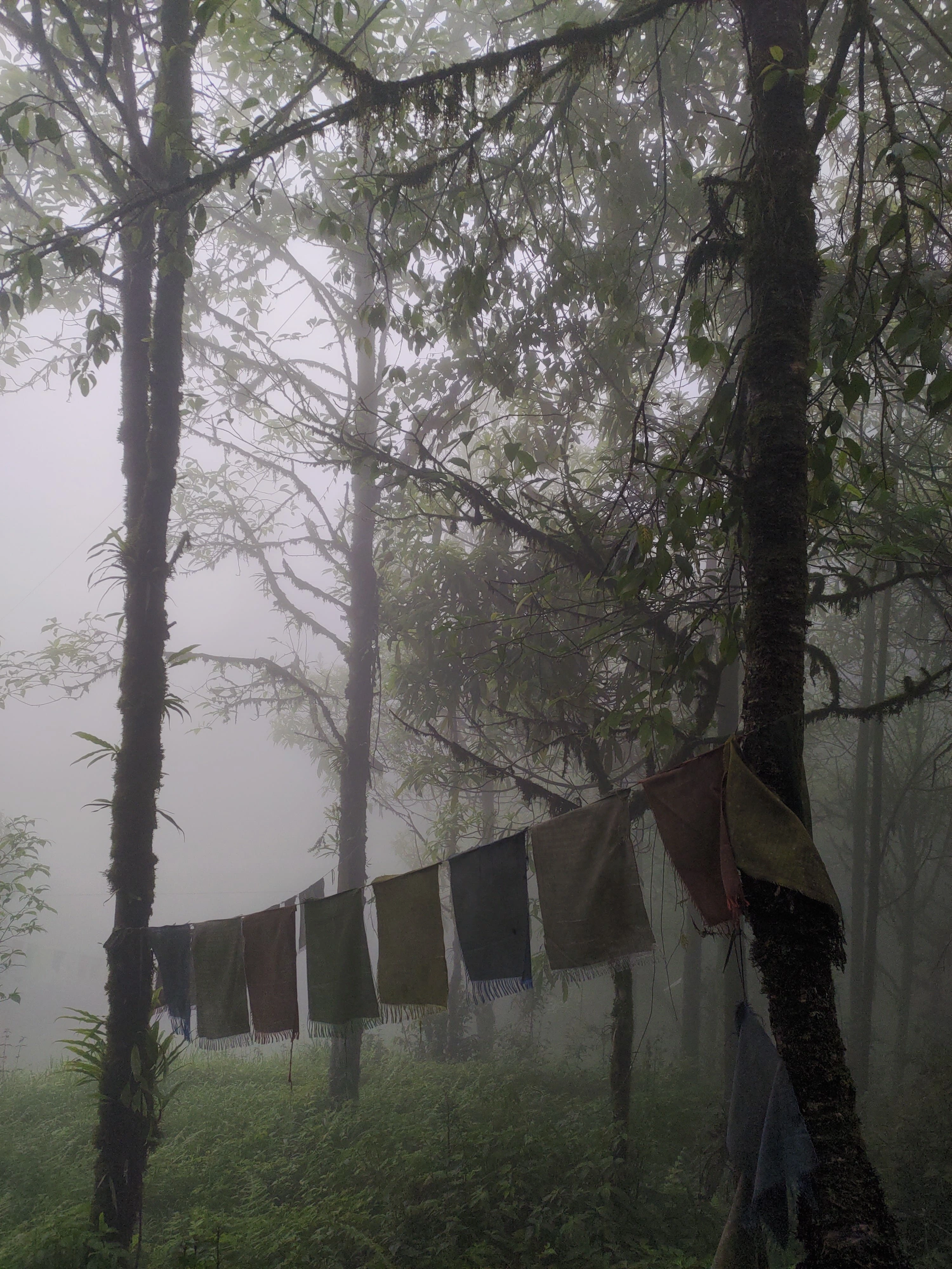Walk in Peace / Darjeeling Forests on Foot Walking Tour - 4