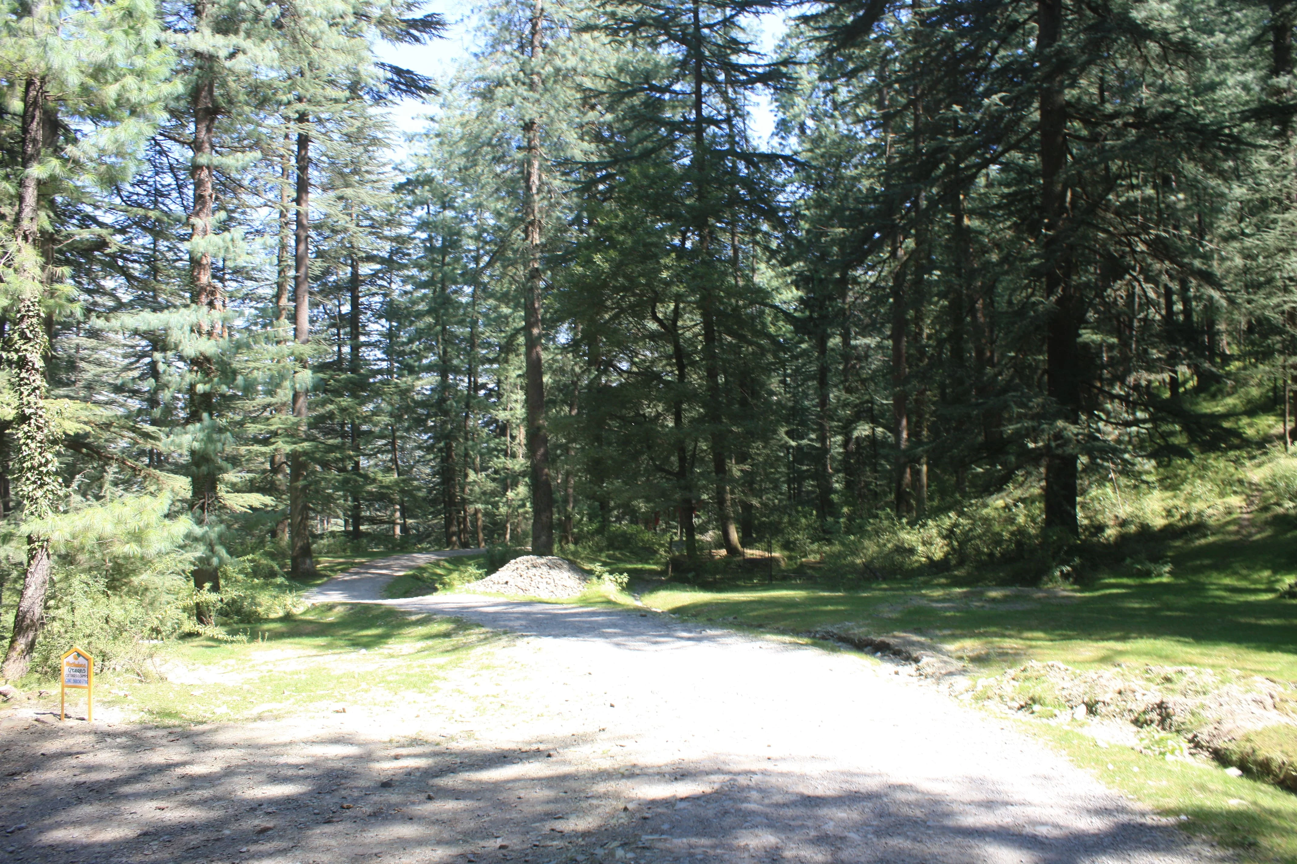 Forest Walk - Spineline Trail - 1